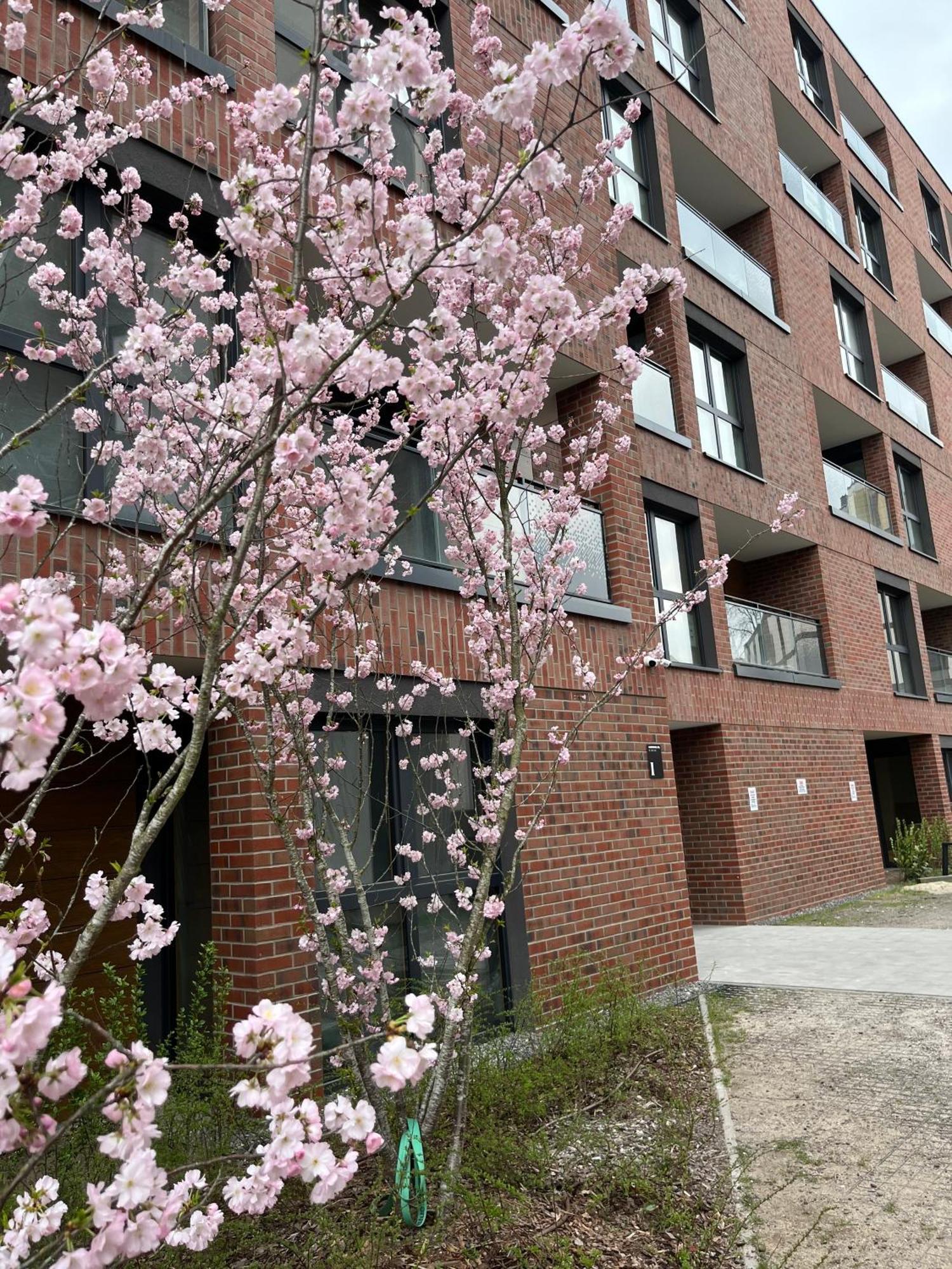 Apartment Tropical Novum - Old Town